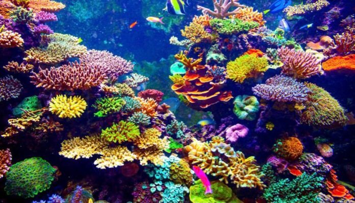 barriera corallina