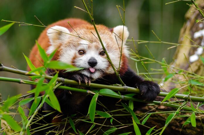 panda
