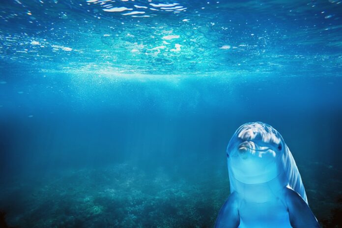 delfini