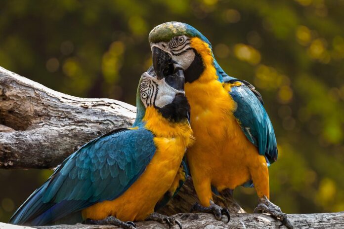 uccelli