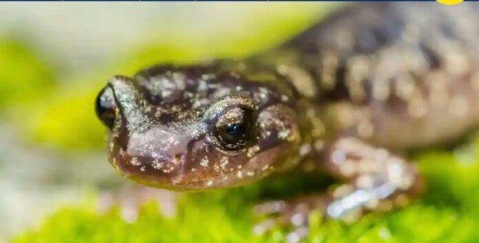 salamandra-2 salamandra