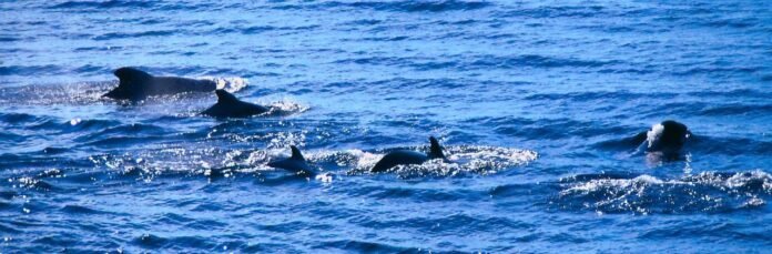 balenottere
