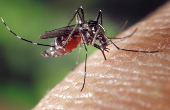 West Nile-zanzara West Nile-zanzara