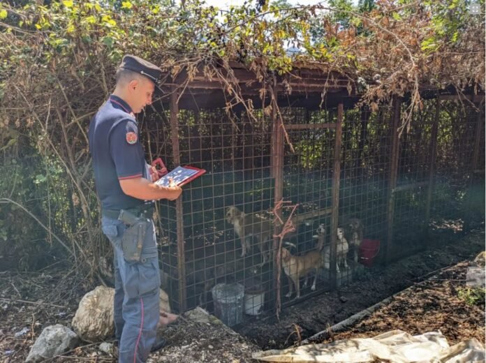 cani-abbandonati cani