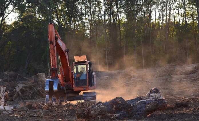 foreste foreste