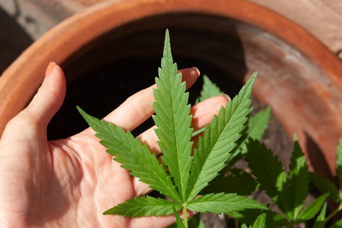 sport e cannabis