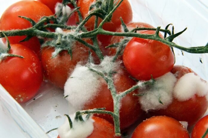 spreco alimentare