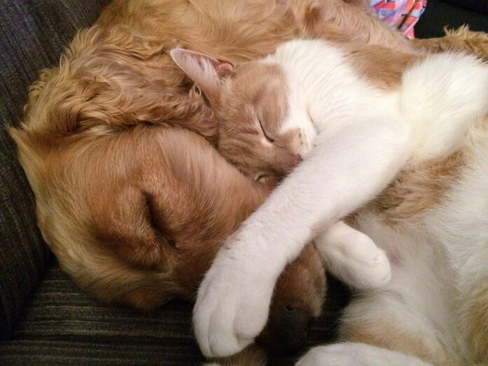 cani e gatti