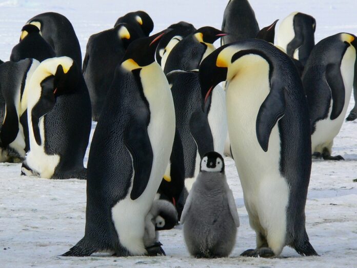 famiglia di pinguini
