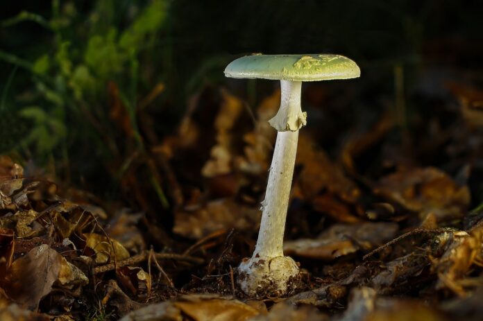 Amanita-falloide Amanita falloide