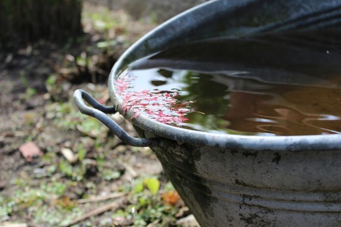 secchio d'acqua con petali di fiori rosa