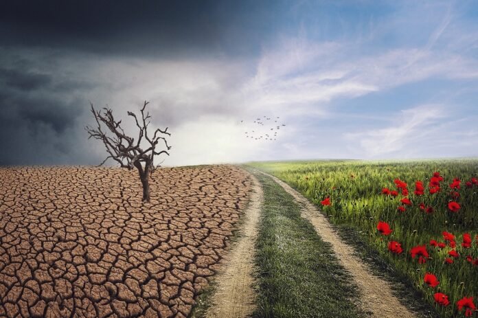 immagine IA, da una parte prato verde e tulipani dall'altra terra arida e pianta secca