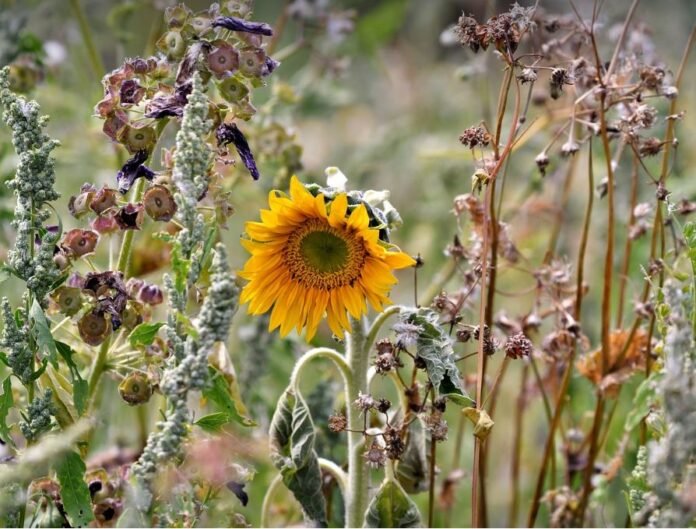 ondata di calore, campo di girasoli secco