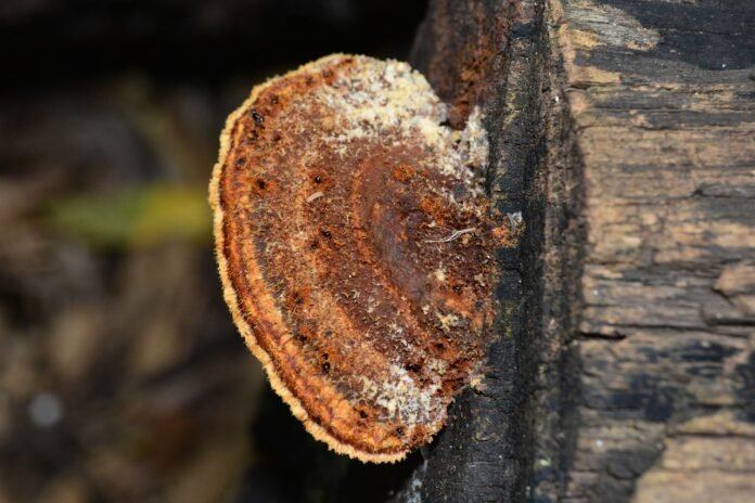 legno, biorisanamento.