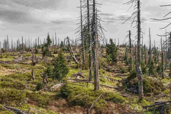 Ambiente e amianto: killer di flora e fauna