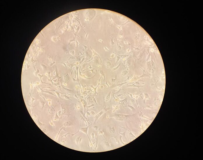 cellule al microscopio