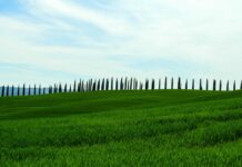 Cipressi verdo della Toscana, amianto