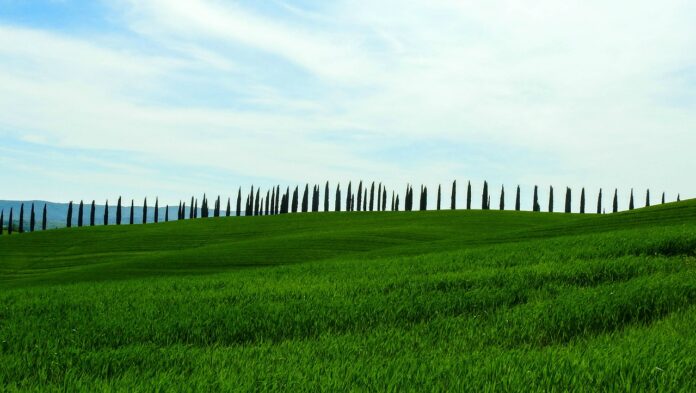 Cipressi verdo della Toscana, amianto