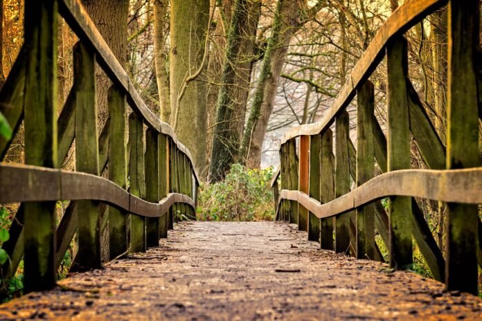 ponte di legno nel bosco