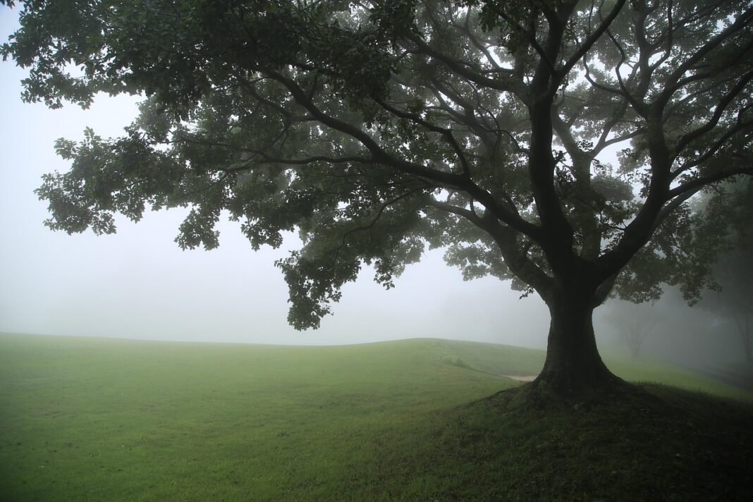 natura, immagine generica (Foto di 피어나네 da Pixabay)