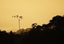 CESAR AUGUSTO RAMIREZ VALLEJO da Pixabay